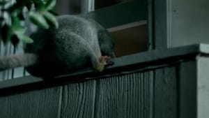 Lock your door, the possums are watching
